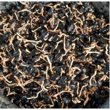 Kecambah Aren Genjah-Deli Serdang, Sumatera Utara 